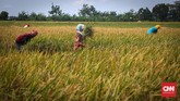 Menurut mantan Menteri Transmigrasi dan Pemukiman Siswono Yudo Husodo, potensi perluasan sawah di Indonesia masih berkisar enam juta hektare (ha). Seharusnya, Indonesia bisa menjadi lumbung pangan dunia, mengingat sumber daya yang ada, lahan yang luas dan subur. (CNNIndonesia/Safir Makki)
