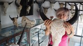 Seorang turis asal Jepang menjadi salah satu peminat ukiran seni kepala kerbau karya I Gede Parna yang ditampilkan di toko suvenir di Gianyar, Bali. (Anadolu Agency/Mahendra Moonstar)