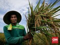 BPS Sebut Daya Beli Buruh Tani November Membaik