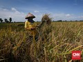 Upah Buruh Tani dan Bangunan di Juli Tergerus Kenaikan Harga