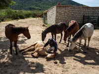 Bukan Emas, 'Saham Berkaki Empat' ini Jadi Investasi Raja Zaman Dulu