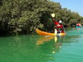 VIDEO: Membelah Hutan Mangrove di Dubai
