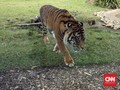 Harimau Serang Perkemahan di Taman Wisata Gunung Dempo