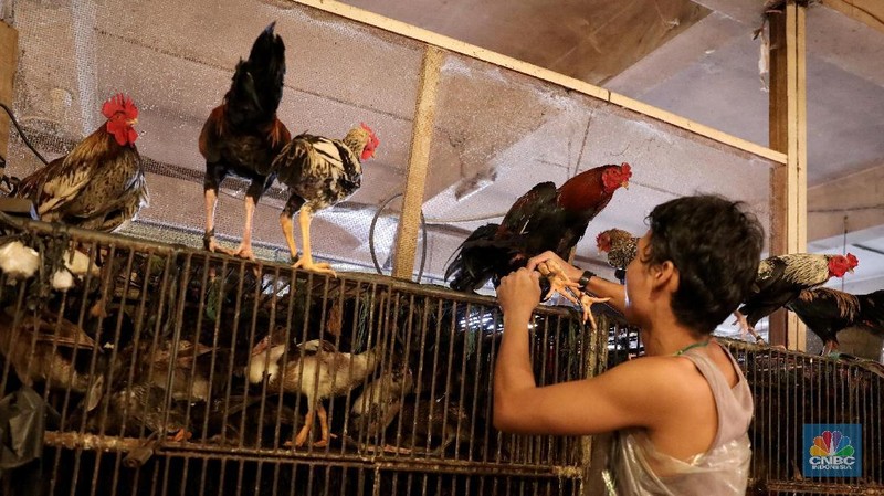 Jelang lebaran harga ayam disini naik hingga Rp. 5.000/kg untuk ayam negeri dari Rp. 35.000 menjadi Rp. 40.000/kg