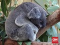 Ratusan Koala Diduga Mati akibat Kebakaran Hutan di Australia