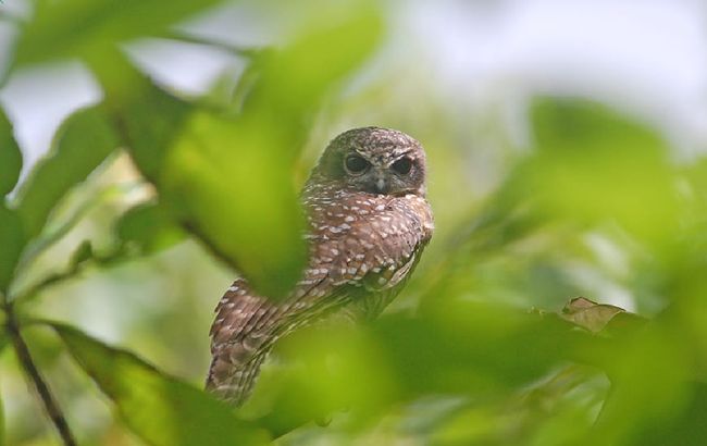 Status 3 Jenis Burung Di Indonesia Kian Terancam Punah