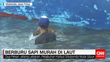 Berburu Sapi Murah di Laut