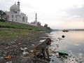 Habitat Tergusur, Kawanan Monyet Usik Pengunjung Taj Mahal