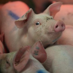 Awas! Bila Main-Main, Babi Bisa Bikin Pusing RI Seperti China