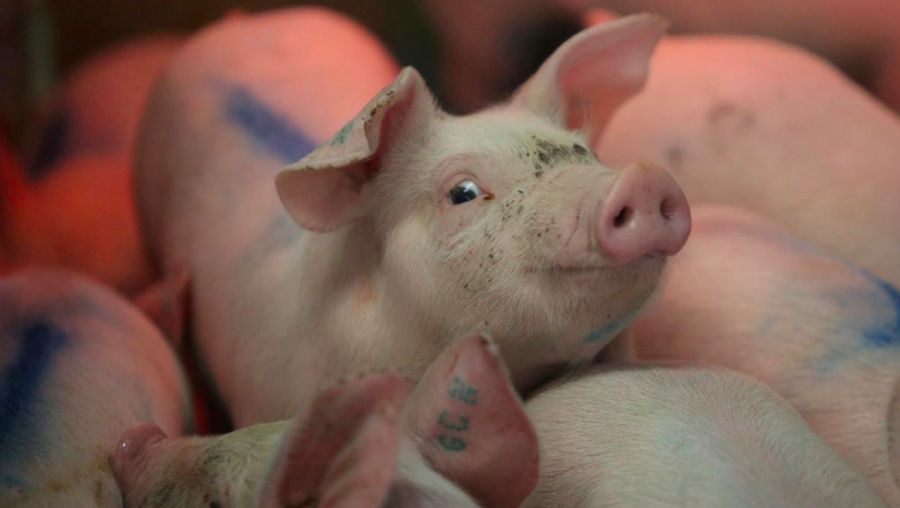 Harga daging babi di China sedang mengalami kenaikan.