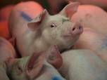 Bukan Covid, AS Alami Masalah Baru: Krisis Daging Babi!