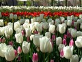 VIDEO: Bunga Tulip Penebar Rezeki di Belanda