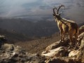 Negev, Kawasan Wisata Gurun Kebanggaan Israel
