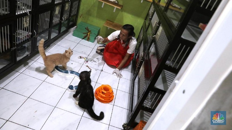 Momen Lebaran bisnis penitipan kucing biasanya laris manis meraup omzet yang lumayan besar.