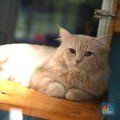 Jarang yang Tahu, Ada 7 Manfaat Kesehatan Pelihara Kucing di Rumah
