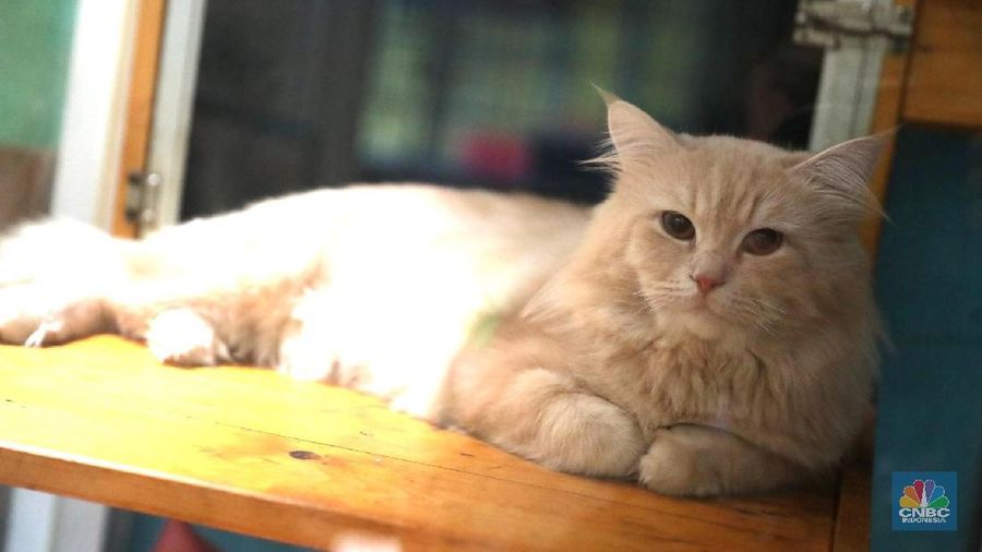 Pemilik jasa penitipan hewan Meeaow House Teguh mengajak bermain kucing peliharaan yang dititipkannya di Hotel Kucing Meeaow House, Jakarta, Rabu (6/6). Memasuki Minggu mudik Lebaran Hotel Kucing menjadi solusi bagi warga memiliki hewan peliharaan yang bisa ditinggal. Usaha ini sudah digeluti Teguh bersama istrinya sejak 2013 lalu. Teguh mengatakan Di saat momen Lebaran ini, bisnis penitipan kucing biasanya laris manis meraup omzet yang lumayan besar. Harga jasa penginapan di hotel ini dikenakan biaya Rp75.000 sehari. Fasilitas yang diberikan di hotel kucing berupa tempat kandang, mainan, dan dokter perawatan. Proses penitipan hewan ini dilakukan dengan pengecekan kondisi kesehatan kucing ditimbang berat badannya dan  pemilik memilik hewan menandatangani perjanjian penitipan dan ngisi data. (CNBC Indonesia/Muhammad Sabki)