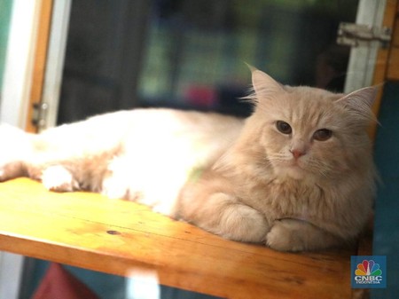 Bersua Savannah Caracal Kucing Senilai Ratusan Juta Rupiah