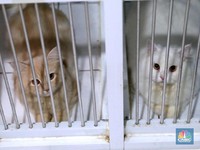 Hotel Kucing Raup Omzet Jelang Lebaran