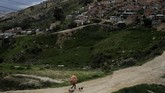 Seorang pria membawa barang-barang daur ulang berjalan bersama anjingnya yang mulutnya membawa kantung berisi barang-barang daur ulang di perkampungan kumuh di Soacha, luar kota Bogota, Kolombia. (Reuters/Nacho Doce)