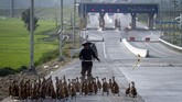 Warga menggembala bebek ternak miliknya di Tol Solo-Ngawi kawasan Kebakkramat, Karanganyar, Jawa Tengah, Rabu (6/6). Bagi pemudik yang akan melintasi jalur tol fungsional ruas Solo-Ngawi diimbau untuk berhati-hati terhadap aktivitas warga yang menggembalakan ternak di ruas tol. (ANTARA FOTO/Mohammad Ayudha).