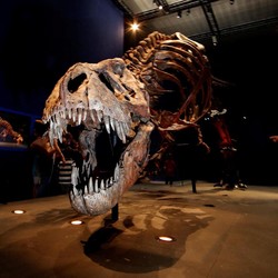 Ahli Temukan Bukti Baru Asal-Usul Raja Dinosaurus