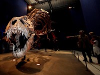 Ahli Temukan Bukti Baru Asal-Usul Raja Dinosaurus