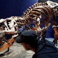 Visitors look at a 67 million year-old skeleton of a Tyrannosaurus Rex dinosaur, named Trix, during the first day of the exhibition "A T-Rex in Paris" at the  French National Museum of Natural History in Paris, France, June 6, 2018.  REUTERS/Philippe
