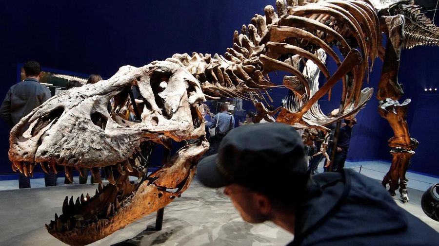 Visitors look at a 67 million year-old skeleton of a Tyrannosaurus Rex dinosaur, named Trix, during the first day of the exhibition "A T-Rex in Paris" at the  French National Museum of Natural History in Paris, France, June 6, 2018.  REUTERS/Philippe