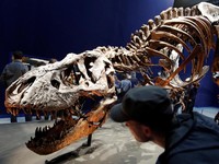 Visitors look at a 67 million year-old skeleton of a Tyrannosaurus Rex dinosaur, named Trix, during the first day of the exhibition "A T-Rex in Paris" at the  French National Museum of Natural History in Paris, France, June 6, 2018.  REUTERS/Philippe