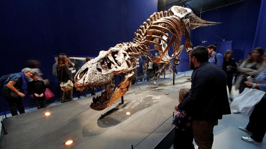 Visitors look at a 67 million year-old skeleton of a Tyrannosaurus Rex dinosaur, named Trix, during the first day of the exhibition 