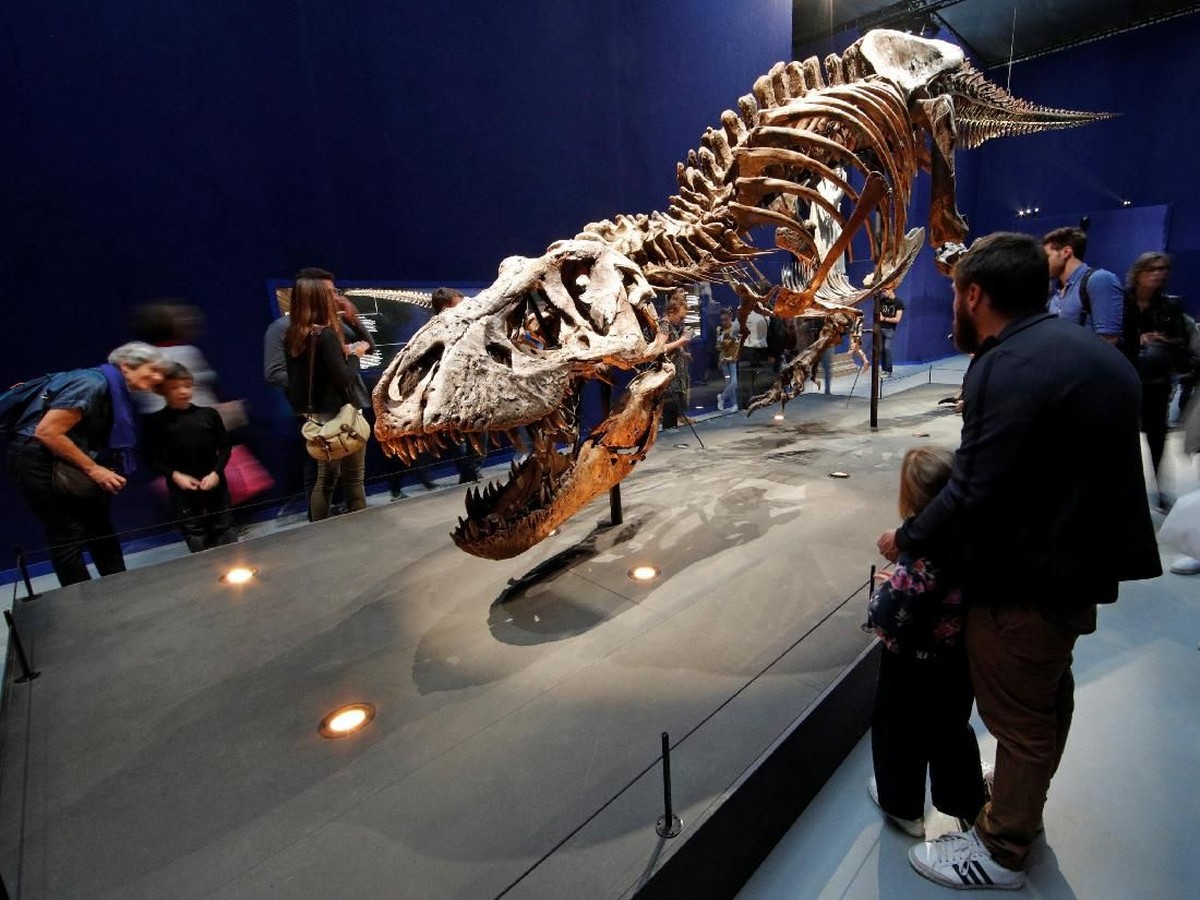 Fosil Dinosaurus Seukuran Ayam Ungkap Kerabat Jauh T-Rex dan Evolusi Kompleks