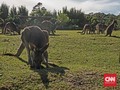 Dua Puluh Kanguru Jadi Korban Tabrak Lari di Australia