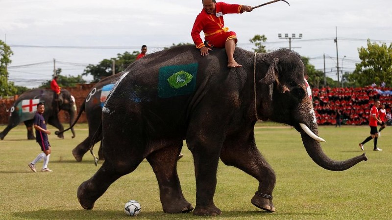 Sembilan gajah yang dicat dengan bendera negara-negara yang bersaing di Piala Dunia 2018 di Rusia kampanyekan anti-judi bola.
