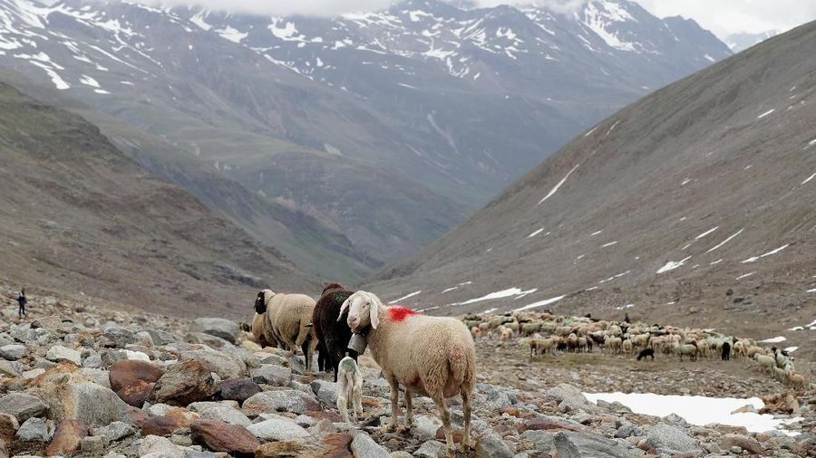 Sheep make their way down to 