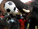 Demam Piala Dunia, Gajah-gajah Kampanyekan Anti-Judi Bola