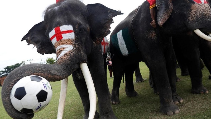 Sembilan gajah yang dicat dengan bendera negara-negara yang bersaing di Piala Dunia 2018 di Rusia kampanyekan anti-judi bola.