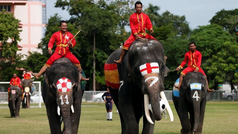 Sembilan gajah yang dicat dengan bendera negara-negara yang bersaing di Piala Dunia 2018 di Rusia kampanyekan anti-judi bola.