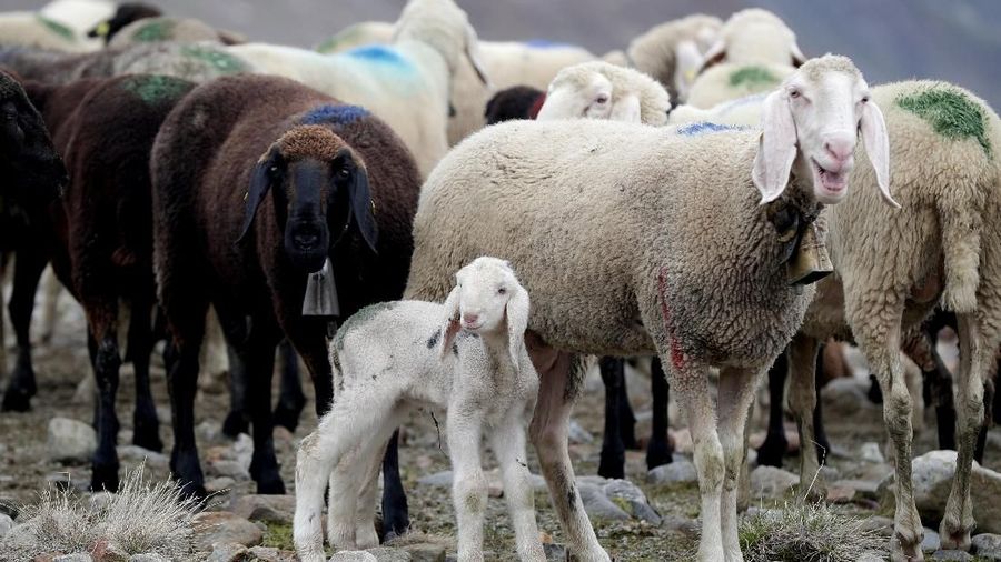 Sheep and their lambs have a break on their way down to