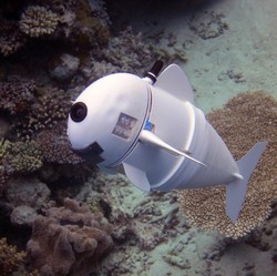 Jika Ingin Mencari Nemo, Anda Mungkin Perlu SoFi, Ikan Robot