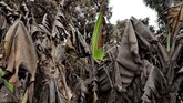 Kini San Miguel Los Lates bagaikan kota mati yang terkubur di bawah debu-debu tebal gunung berapi Fuego. Kehidupan penduduk pun terhenti seketika. (REUTERS/Carlos Jasso)