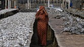 Beberapa wanita Rohingya mendapat pekerjaan mengeringkan ikan di pekarangan dekat Nazirartek, dengan bayaran 100-200 taka. (REUTERS/Clodagh Kilcoyne)