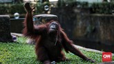 Beberapa satwa yang menjadi favorit pengunjung di antaranya jerapah, gajah, dan gorila.