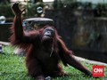 Medan Zoo Barter Koleksi dengan Ragunan