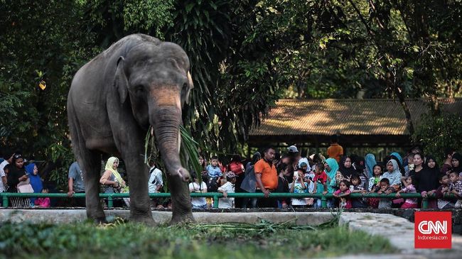 Atlet Korsel Berwisata di Kebun Binatang Ragunan