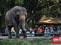 Pengunjung Ragunan Tinggi, Gajah dan Gorila Binatang Favorit