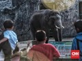 FOTO: Lebaran, Kala Ragunan Diserbu Wisatawan