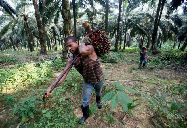 Ri Kebut Peremajaan Lahan Sawit Rp 5 T 180 Ribu Ha Di 2021<script async src=