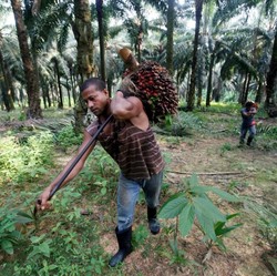 Harga CPO Meroket 2%, Hati-hati Ada yang Bisa Bikin Ambrol