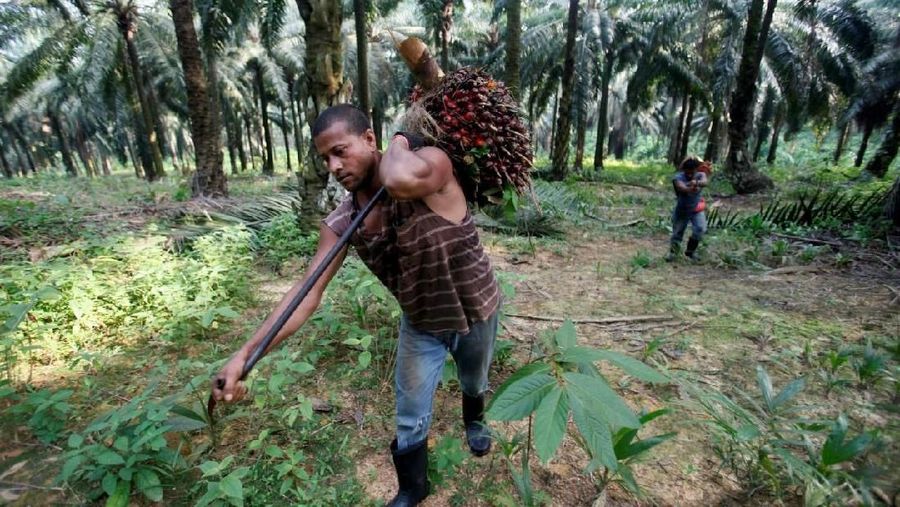 Bakrie Plantation menargetkan pertumbuhan produksi sawit dan turunannya pada 2018 tumbuh 10% menjadi 550 ribu ton