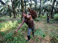 Mentan Jamin Kebun Sawit RI Bisa Ramah Lingkungan